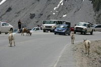 Once again a herd of sheep takes over the road