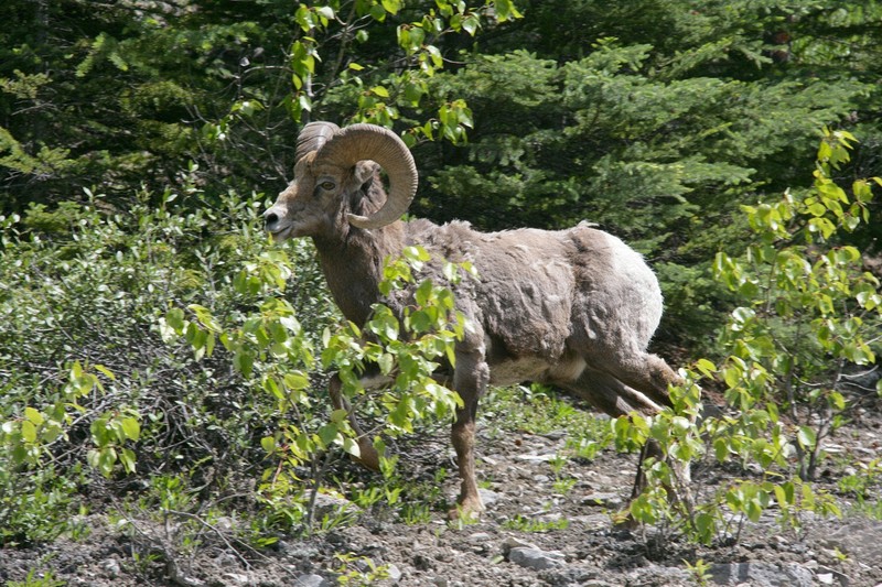 The Icefields Highway