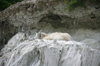 I found this group of Rocky Mountain Goats just before Radium Hot Springs