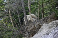 I found this group of Rocky Mountain Goats just before Radium Hot Springs