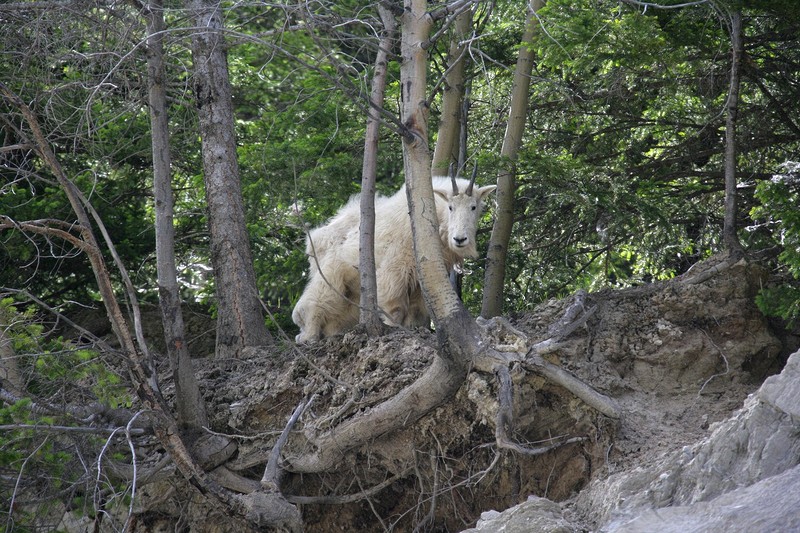 I found this group of Rocky Mountain Goats just before Radium Hot Springs