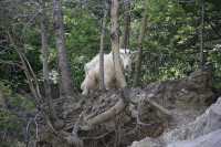 I found this group of Rocky Mountain Goats just before Radium Hot Springs