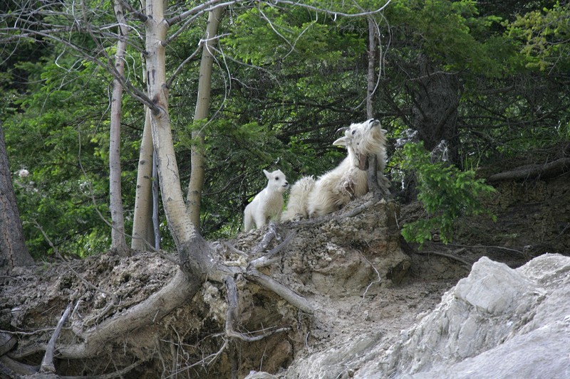 I found this group of Rocky Mountain Goats just before Radium Hot Springs