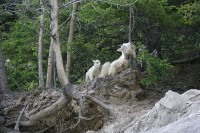 I found this group of Rocky Mountain Goats just before Radium Hot Springs
