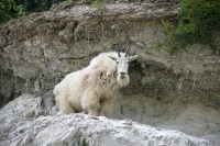 I found this group of Rocky Mountain Goats just before Radium Hot Springs