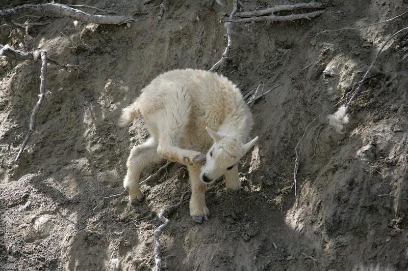 I found this group of Rocky Mountain Goats just before Radium Hot Springs