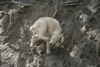 I found this group of Rocky Mountain Goats just before Radium Hot Springs