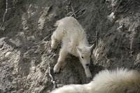 I found this group of Rocky Mountain Goats just before Radium Hot Springs