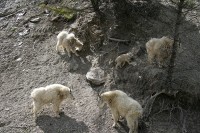 I found this group of Rocky Mountain Goats just before Radium Hot Springs