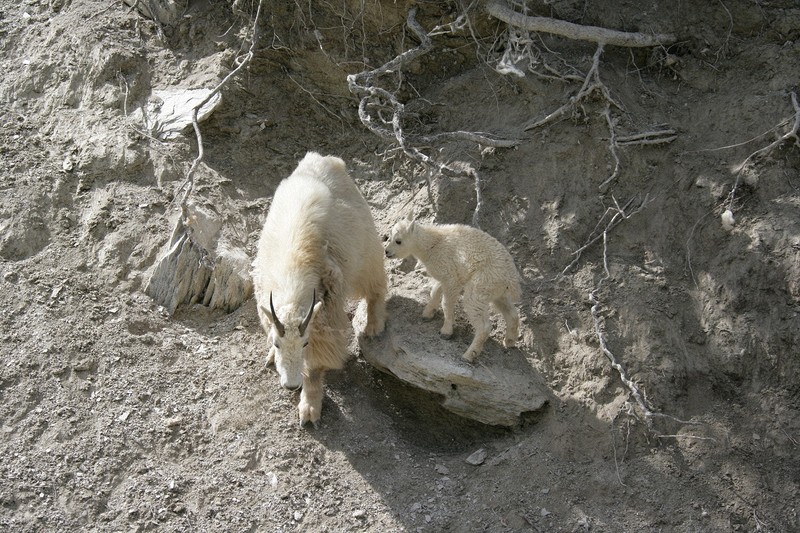 I found this group of Rocky Mountain Goats just before Radium Hot Springs