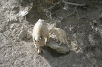 I found this group of Rocky Mountain Goats just before Radium Hot Springs