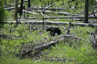 I happened apon this mother and her cub.  I stayed and watched for well over an hour.  Eventually I switched to the 400mm lens.  Its too bad I didn't have room to pack the 600