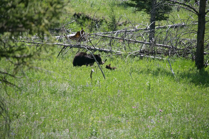 You can just barely see her cub in the tall grass