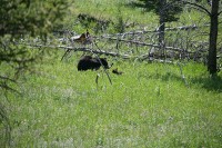 You can just barely see her cub in the tall grass