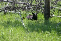 'Bear' with me, I took lots of photos.