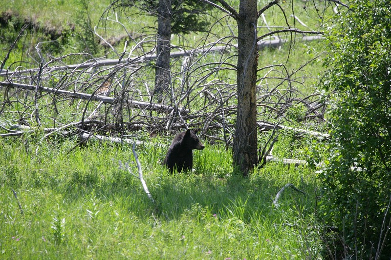 The cub is lost in the grass. I have switched to the 400mm lens, but didn't want to take the time to unpack the tripod.  Because of that some of the shots are a little soft.