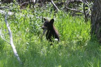 The cub