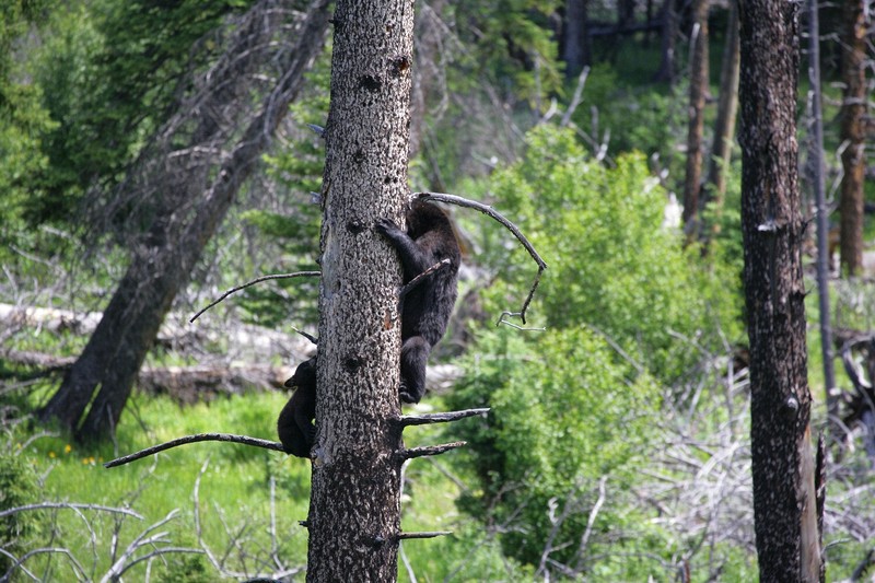 Mom and baby climbed this dead tree.  Mom was digging for insects.