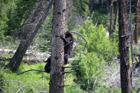 Mom and baby climbed this dead tree.  Mom was digging for insects.