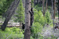 Mom is digging for insects and shaking the tree - baby clings while the tree shakes