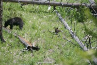 Looking for more insects.  The ranger said that the bears love the high protien from insects to build fat for hibernation.