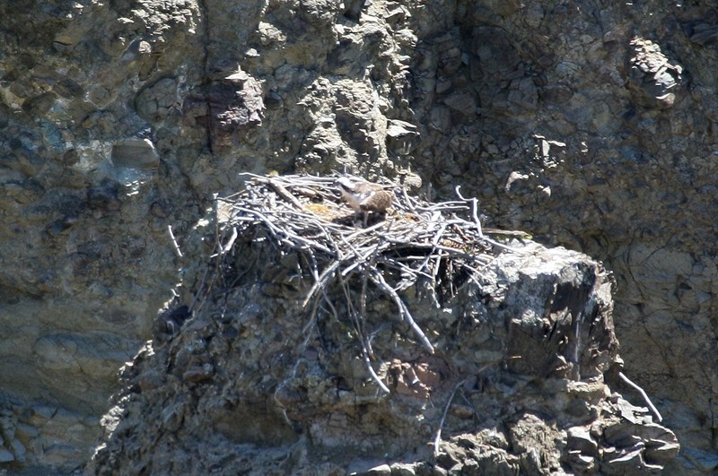 Here is the eagle's nest.  Mom is there, but difficult to see with this lens.  I really would love to have my 600, 1.4x converter and a tripod.