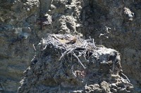 Here is the eagle's nest.  Mom is there, but difficult to see with this lens.  I really would love to have my 600, 1.4x converter and a tripod.
