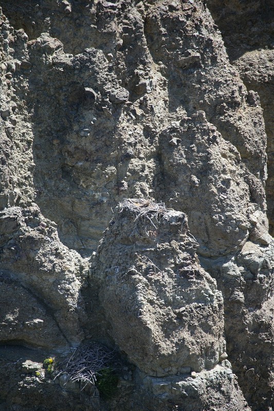 Here is the eagle's nest.  Mom is there, but difficult to see with this lens.  I really would love to have my 600, 1.4x converter and a tripod.