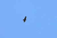 Here is the male bald eagle, climbing the thermals.  He left just as I was parking the bike.