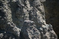 I would guess she is sitting on some eggs or hatchlings. but too far away to see.