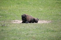 Yellowstone - lazin' in the sun