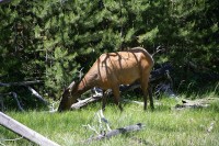 Yellowstone - along the western side of the lower loop