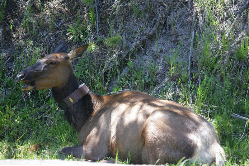 Yellowstone - right along the side of the road.  Equipped with a transponder and oblivious to the cars and people going by.