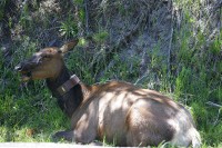 Yellowstone - right along the side of the road.  Equipped with a transponder and oblivious to the cars and people going by.