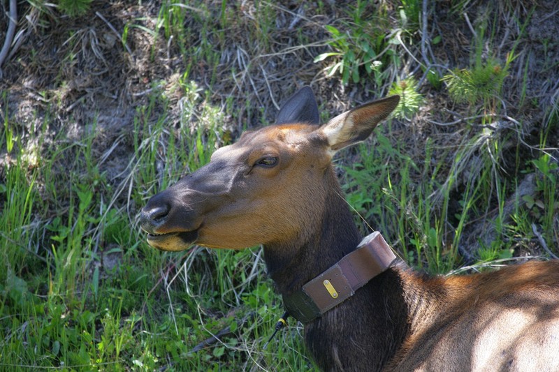 I saw quite a few animals with this collar.  The bears I saw weren't collared, but the ranger said some were.