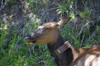 I saw quite a few animals with this collar.  The bears I saw weren't collared, but the ranger said some were.