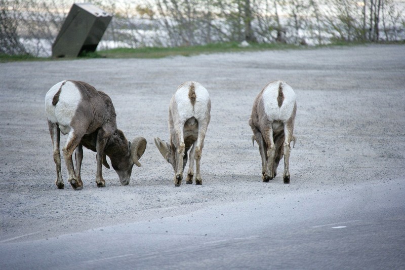 Just a few miles into the morning's drive, I encountered quite a greeting
