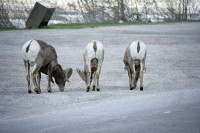 Just a few miles into the morning's drive, I encountered quite a greeting