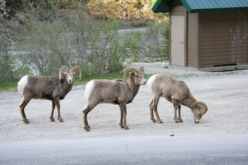 I'm not sure what they find to eat in the gravel and they're not sure what I am doing