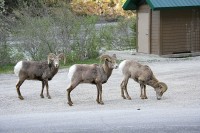 I'm not sure what they find to eat in the gravel and they're not sure what I am doing
