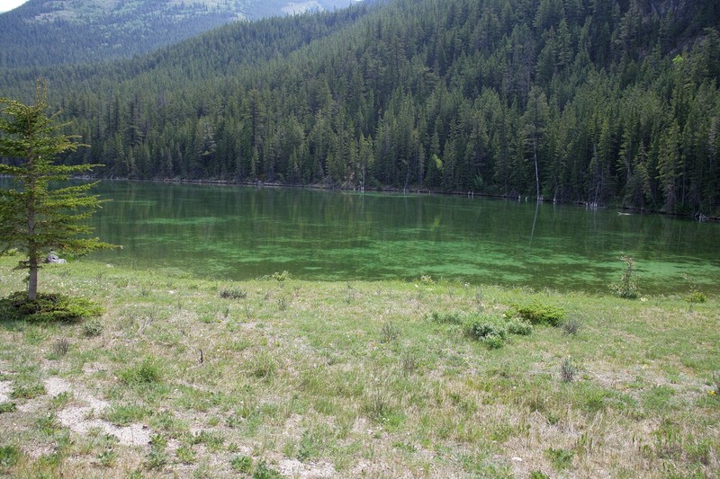 This mossy pond had lots of shades of green, the photo doesn't do it justice.