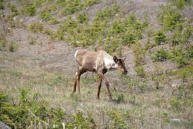 It is hard to tell in this picture, but this Mule Deer seemed a little ill. He walked very slowly and deliberately.
