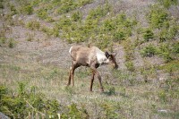 It is hard to tell in this picture, but this Mule Deer seemed a little ill. He walked very slowly and deliberately.