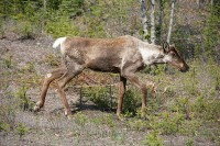 It is hard to tell in this picture, but this Mule Deer seemed a little ill. He walked very slowly and deliberately.