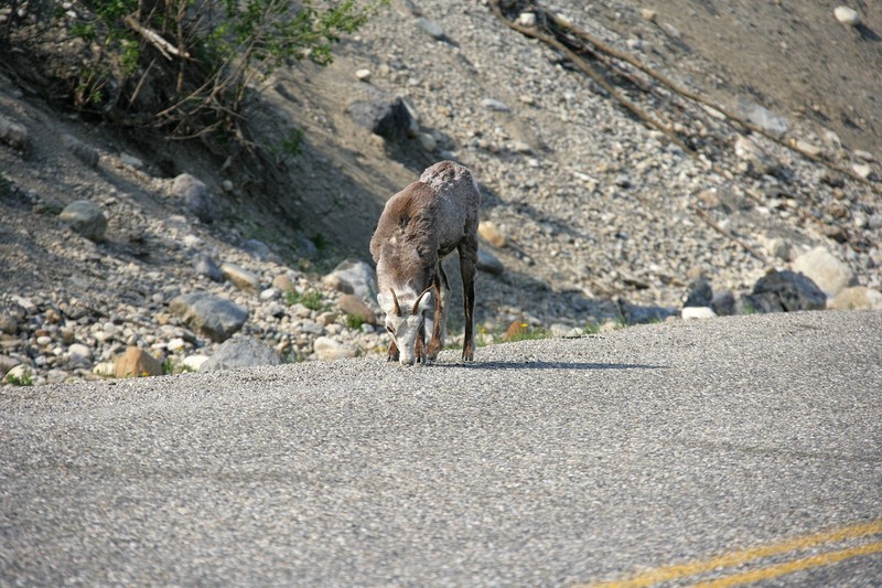This group was picking at things along the Alaska Highway