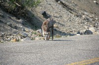 This group was picking at things along the Alaska Highway