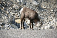 Along the Alaska Highway