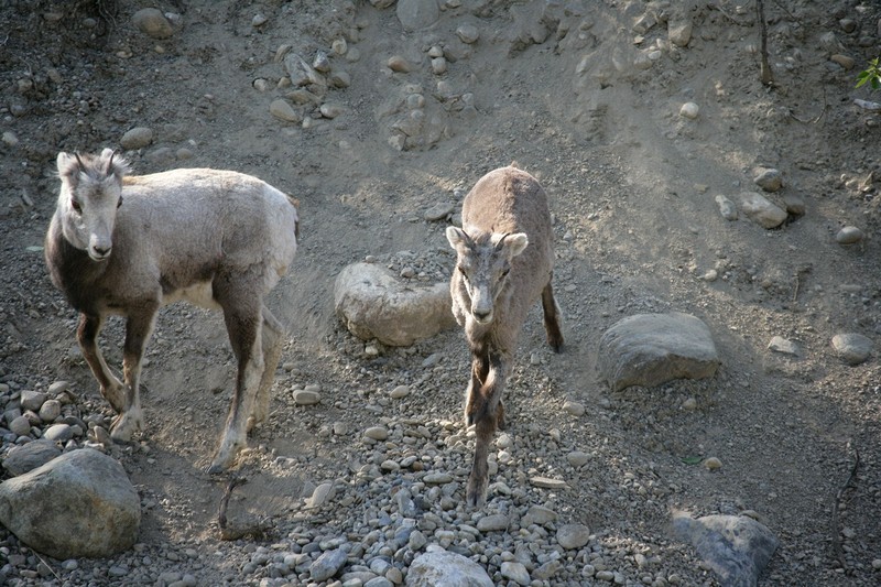 Along the laska Highway
