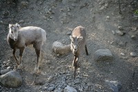 Along the laska Highway