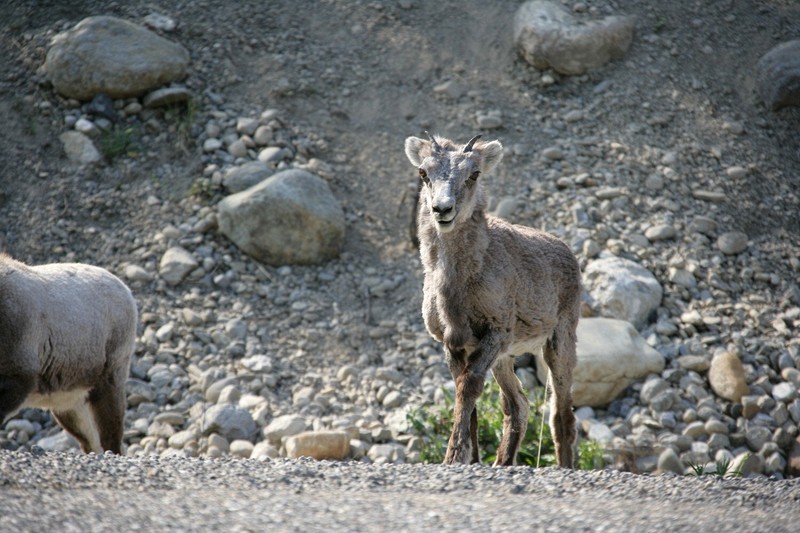 Along the Alaska Highway
